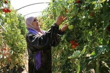Comunicato stampa congiunto FAO/WFP - Siria: produzione alimentare al minimo storico